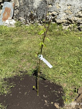 Simbolna zasaditev županove lipe pri Samostanu Mekinje (12)